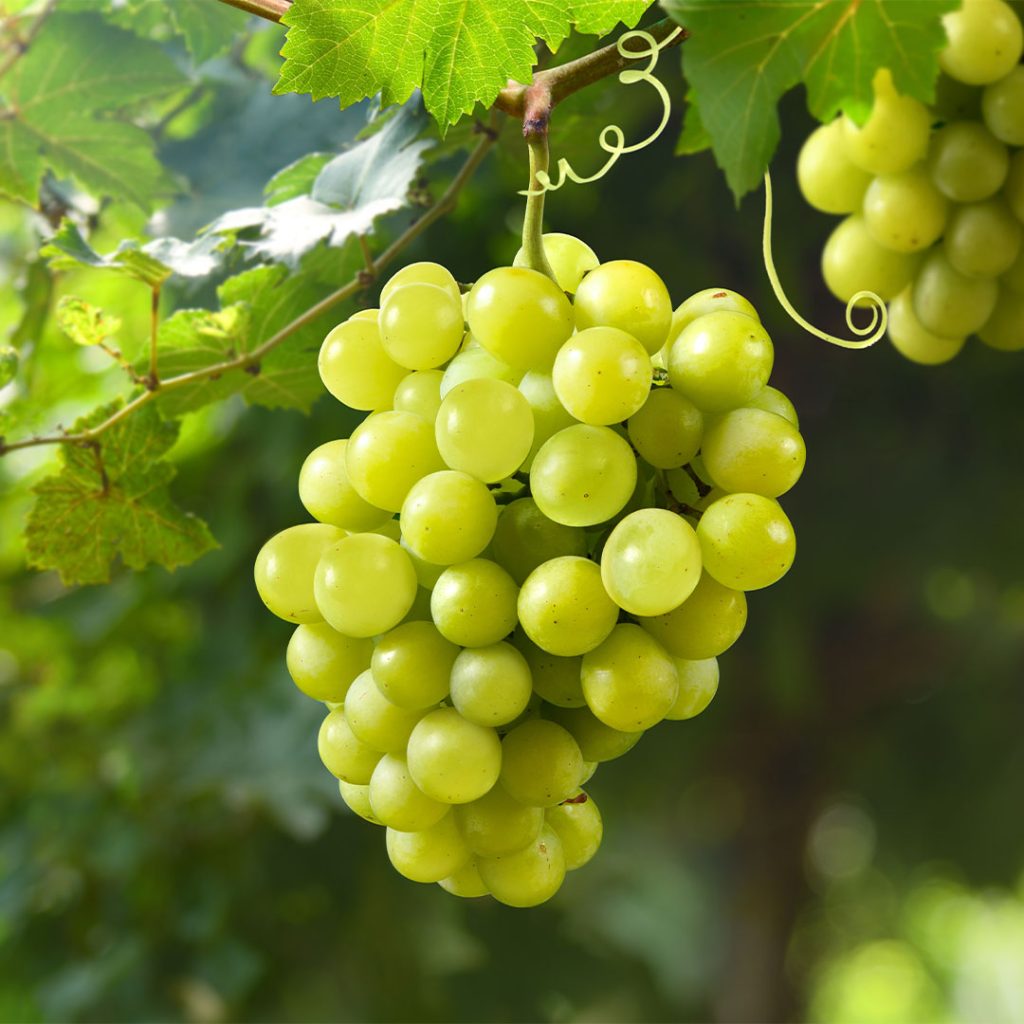 Vigneti e bottiglie di vino Raboso del Piave e Verduzzo Friulano dell'Azienda Agricola Lunardelli