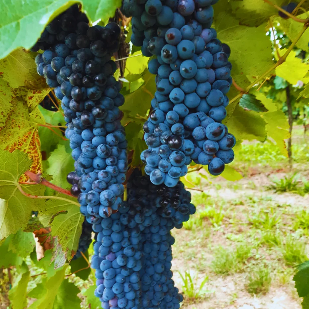 uva e vini agriturismo lunardelli